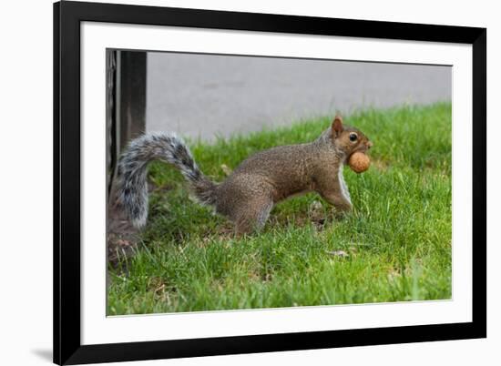 Gray Squirrel Gets His Nut-null-Framed Photo