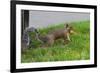 Gray Squirrel Gets His Nut-null-Framed Photo