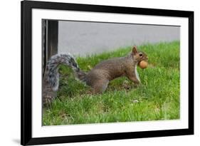 Gray Squirrel Gets His Nut-null-Framed Photo