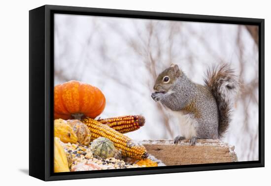 Gray Squirrel in Mid-Winter Feeding on Corn Kernels Among Gourds, St. Charles, Illinois, USA-Lynn M^ Stone-Framed Stretched Canvas