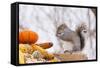 Gray Squirrel in Mid-Winter Feeding on Corn Kernels Among Gourds, St. Charles, Illinois, USA-Lynn M^ Stone-Framed Stretched Canvas