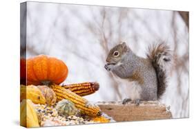 Gray Squirrel in Mid-Winter Feeding on Corn Kernels Among Gourds, St. Charles, Illinois, USA-Lynn M^ Stone-Stretched Canvas