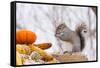 Gray Squirrel in Mid-Winter Feeding on Corn Kernels Among Gourds, St. Charles, Illinois, USA-Lynn M^ Stone-Framed Stretched Canvas