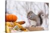 Gray Squirrel in Mid-Winter Feeding on Corn Kernels Among Gourds, St. Charles, Illinois, USA-Lynn M^ Stone-Stretched Canvas