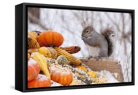 Gray Squirrel in Mid-Winter Feeding on Corn Kernels Among Gourds, St. Charles, Illinois, USA-Lynn M^ Stone-Framed Stretched Canvas