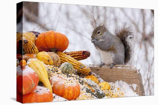 Gray Squirrel in Mid-Winter Feeding on Corn Kernels Among Gourds, St. Charles, Illinois, USA-Lynn M^ Stone-Stretched Canvas