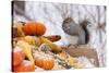 Gray Squirrel in Mid-Winter Feeding on Corn Kernels Among Gourds, St. Charles, Illinois, USA-Lynn M^ Stone-Stretched Canvas