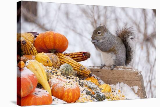 Gray Squirrel in Mid-Winter Feeding on Corn Kernels Among Gourds, St. Charles, Illinois, USA-Lynn M^ Stone-Stretched Canvas