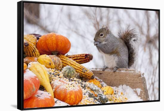 Gray Squirrel in Mid-Winter Feeding on Corn Kernels Among Gourds, St. Charles, Illinois, USA-Lynn M^ Stone-Framed Stretched Canvas
