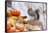 Gray Squirrel in Mid-Winter Feeding on Corn Kernels Among Gourds, St. Charles, Illinois, USA-Lynn M^ Stone-Framed Stretched Canvas