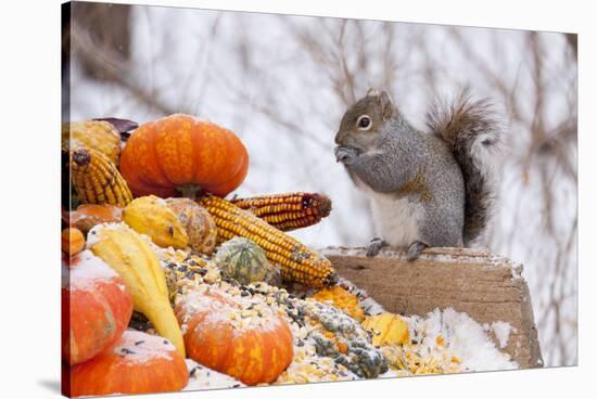 Gray Squirrel in Mid-Winter Feeding on Corn Kernels Among Gourds, St. Charles, Illinois, USA-Lynn M^ Stone-Stretched Canvas