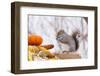 Gray Squirrel in Mid-Winter Feeding on Corn Kernels Among Gourds, St. Charles, Illinois, USA-Lynn M^ Stone-Framed Premium Photographic Print