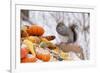 Gray Squirrel in Mid-Winter Feeding on Corn Kernels Among Gourds, St. Charles, Illinois, USA-Lynn M^ Stone-Framed Photographic Print