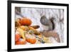 Gray Squirrel in Mid-Winter Feeding on Corn Kernels Among Gourds, St. Charles, Illinois, USA-Lynn M^ Stone-Framed Photographic Print