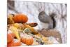 Gray Squirrel in Mid-Winter Feeding on Corn Kernels Among Gourds, St. Charles, Illinois, USA-Lynn M^ Stone-Mounted Photographic Print