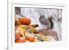 Gray Squirrel in Mid-Winter Feeding on Corn Kernels Among Gourds, St. Charles, Illinois, USA-Lynn M^ Stone-Framed Photographic Print