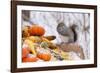 Gray Squirrel in Mid-Winter Feeding on Corn Kernels Among Gourds, St. Charles, Illinois, USA-Lynn M^ Stone-Framed Photographic Print