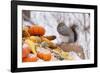 Gray Squirrel in Mid-Winter Feeding on Corn Kernels Among Gourds, St. Charles, Illinois, USA-Lynn M^ Stone-Framed Photographic Print