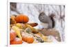 Gray Squirrel in Mid-Winter Feeding on Corn Kernels Among Gourds, St. Charles, Illinois, USA-Lynn M^ Stone-Framed Photographic Print