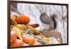 Gray Squirrel in Mid-Winter Feeding on Corn Kernels Among Gourds, St. Charles, Illinois, USA-Lynn M^ Stone-Framed Photographic Print