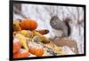 Gray Squirrel in Mid-Winter Feeding on Corn Kernels Among Gourds, St. Charles, Illinois, USA-Lynn M^ Stone-Framed Photographic Print