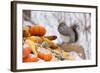 Gray Squirrel in Mid-Winter Feeding on Corn Kernels Among Gourds, St. Charles, Illinois, USA-Lynn M^ Stone-Framed Photographic Print