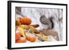 Gray Squirrel in Mid-Winter Feeding on Corn Kernels Among Gourds, St. Charles, Illinois, USA-Lynn M^ Stone-Framed Photographic Print