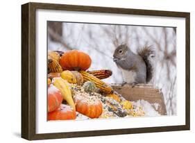 Gray Squirrel in Mid-Winter Feeding on Corn Kernels Among Gourds, St. Charles, Illinois, USA-Lynn M^ Stone-Framed Photographic Print