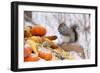 Gray Squirrel in Mid-Winter Feeding on Corn Kernels Among Gourds, St. Charles, Illinois, USA-Lynn M^ Stone-Framed Photographic Print