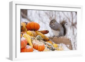 Gray Squirrel in Mid-Winter Feeding on Corn Kernels Among Gourds, St. Charles, Illinois, USA-Lynn M^ Stone-Framed Photographic Print