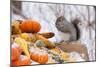Gray Squirrel in Mid-Winter Feeding on Corn Kernels Among Gourds, St. Charles, Illinois, USA-Lynn M^ Stone-Mounted Photographic Print