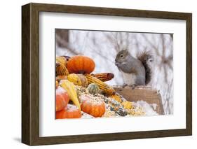 Gray Squirrel in Mid-Winter Feeding on Corn Kernels Among Gourds, St. Charles, Illinois, USA-Lynn M^ Stone-Framed Photographic Print