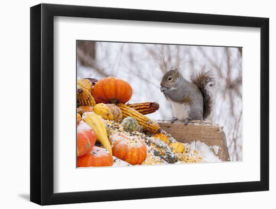 Gray Squirrel in Mid-Winter Feeding on Corn Kernels Among Gourds, St. Charles, Illinois, USA-Lynn M^ Stone-Framed Photographic Print