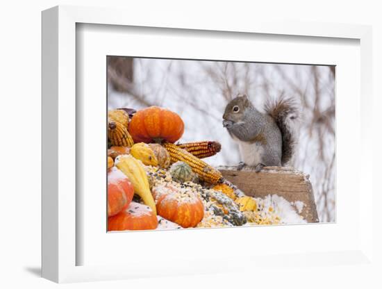 Gray Squirrel in Mid-Winter Feeding on Corn Kernels Among Gourds, St. Charles, Illinois, USA-Lynn M^ Stone-Framed Photographic Print