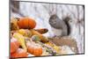 Gray Squirrel in Mid-Winter Feeding on Corn Kernels Among Gourds, St. Charles, Illinois, USA-Lynn M^ Stone-Mounted Photographic Print
