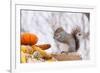 Gray Squirrel in Mid-Winter Feeding on Corn Kernels Among Gourds, St. Charles, Illinois, USA-Lynn M^ Stone-Framed Photographic Print