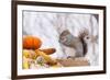 Gray Squirrel in Mid-Winter Feeding on Corn Kernels Among Gourds, St. Charles, Illinois, USA-Lynn M^ Stone-Framed Photographic Print