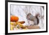 Gray Squirrel in Mid-Winter Feeding on Corn Kernels Among Gourds, St. Charles, Illinois, USA-Lynn M^ Stone-Framed Photographic Print