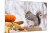 Gray Squirrel in Mid-Winter Feeding on Corn Kernels Among Gourds, St. Charles, Illinois, USA-Lynn M^ Stone-Mounted Photographic Print