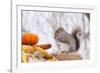 Gray Squirrel in Mid-Winter Feeding on Corn Kernels Among Gourds, St. Charles, Illinois, USA-Lynn M^ Stone-Framed Photographic Print