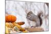 Gray Squirrel in Mid-Winter Feeding on Corn Kernels Among Gourds, St. Charles, Illinois, USA-Lynn M^ Stone-Mounted Photographic Print