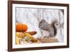 Gray Squirrel in Mid-Winter Feeding on Corn Kernels Among Gourds, St. Charles, Illinois, USA-Lynn M^ Stone-Framed Photographic Print