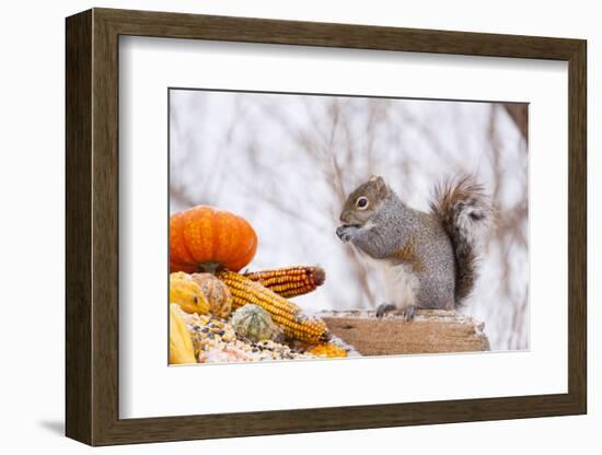 Gray Squirrel in Mid-Winter Feeding on Corn Kernels Among Gourds, St. Charles, Illinois, USA-Lynn M^ Stone-Framed Photographic Print