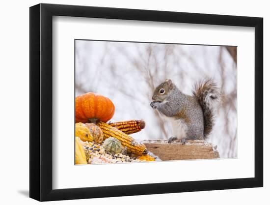 Gray Squirrel in Mid-Winter Feeding on Corn Kernels Among Gourds, St. Charles, Illinois, USA-Lynn M^ Stone-Framed Photographic Print