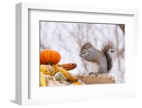 Gray Squirrel in Mid-Winter Feeding on Corn Kernels Among Gourds, St. Charles, Illinois, USA-Lynn M^ Stone-Framed Photographic Print