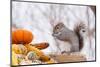 Gray Squirrel in Mid-Winter Feeding on Corn Kernels Among Gourds, St. Charles, Illinois, USA-Lynn M^ Stone-Mounted Photographic Print