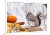 Gray Squirrel in Mid-Winter Feeding on Corn Kernels Among Gourds, St. Charles, Illinois, USA-Lynn M^ Stone-Framed Photographic Print