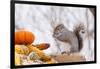 Gray Squirrel in Mid-Winter Feeding on Corn Kernels Among Gourds, St. Charles, Illinois, USA-Lynn M^ Stone-Framed Photographic Print