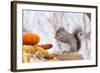 Gray Squirrel in Mid-Winter Feeding on Corn Kernels Among Gourds, St. Charles, Illinois, USA-Lynn M^ Stone-Framed Photographic Print