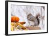 Gray Squirrel in Mid-Winter Feeding on Corn Kernels Among Gourds, St. Charles, Illinois, USA-Lynn M^ Stone-Framed Photographic Print